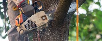 Best Tree Cabling and Bracing  in Cumings, TX