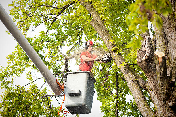 Best Seasonal Cleanup (Spring/Fall)  in Cumings, TX