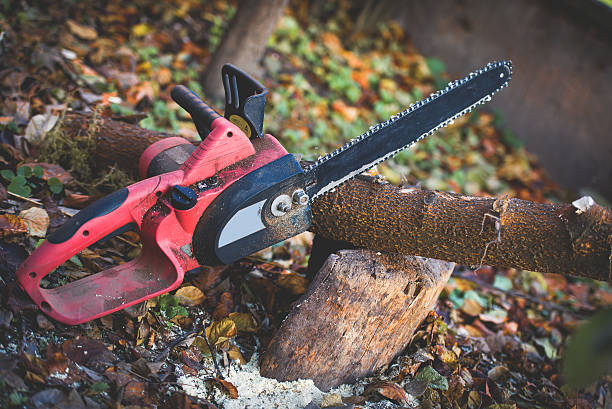 Best Tree Maintenance Programs  in Cumings, TX